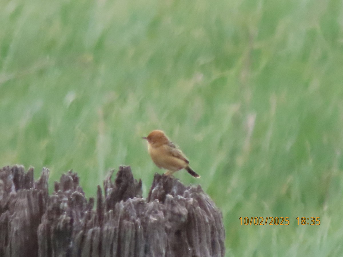 Golden-headed Cisticola - ML643085491