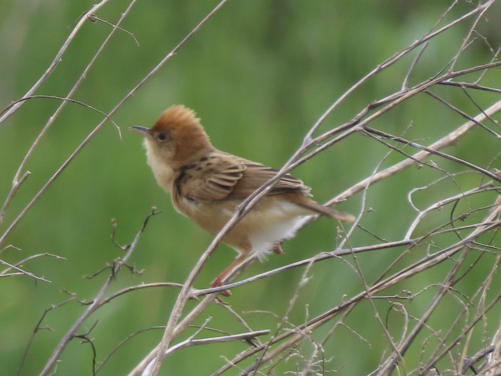 Golden-headed Cisticola - ML643085492