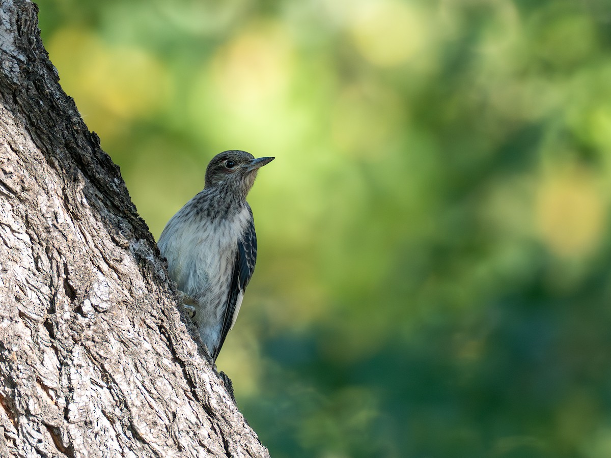 Red-headed Woodpecker - ML643085499