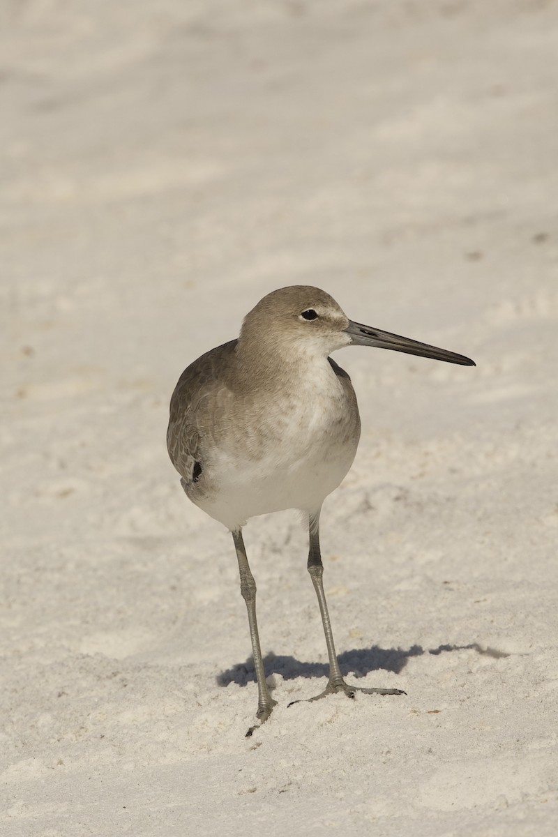 Willet - ML643085507