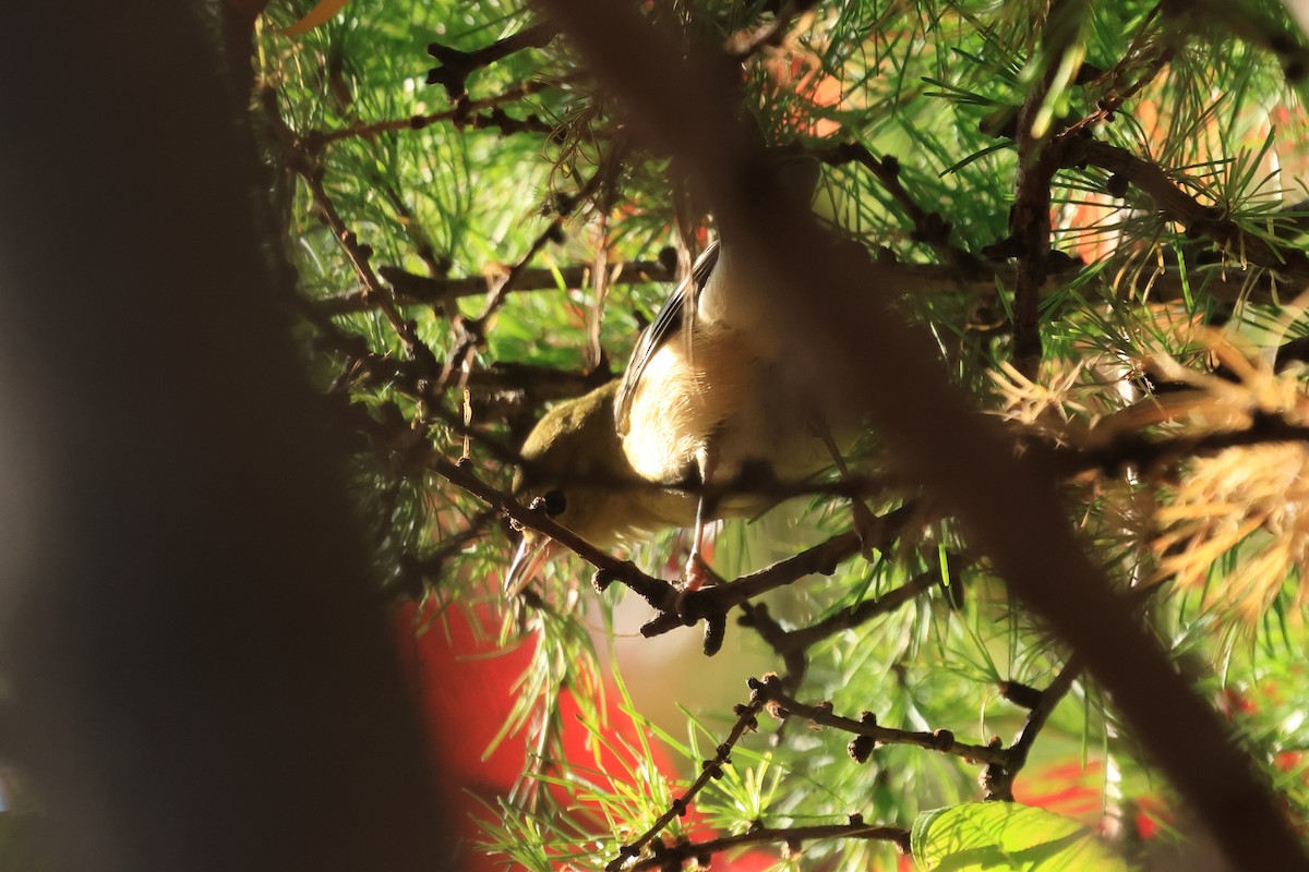 Bay-breasted Warbler - ML643085547