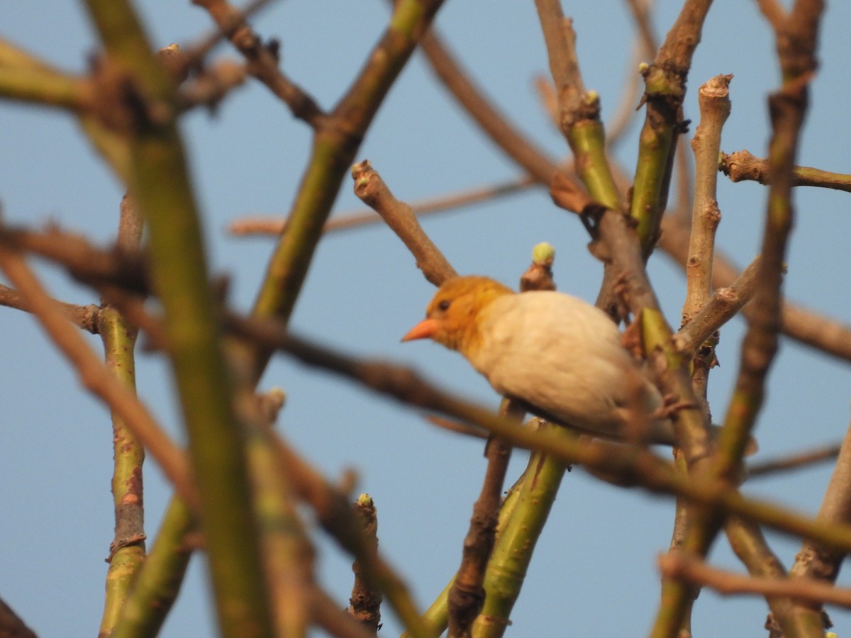 Red-headed Weaver - ML643085549