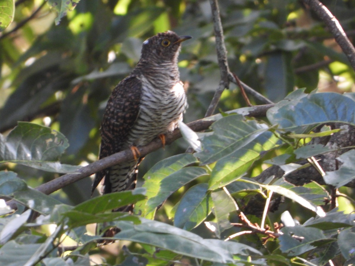 Common Cuckoo - ML643085550