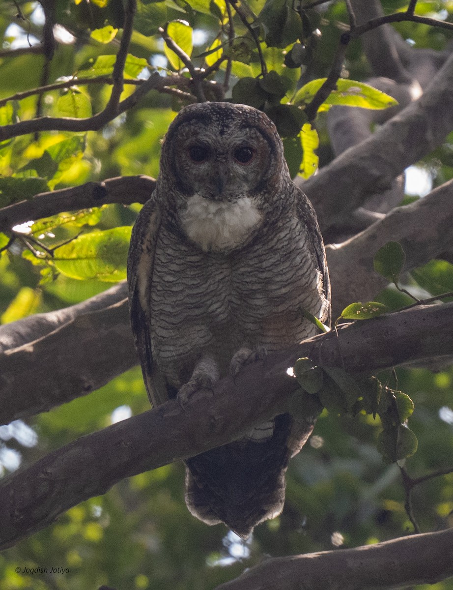 Mottled Wood-Owl - ML643085556