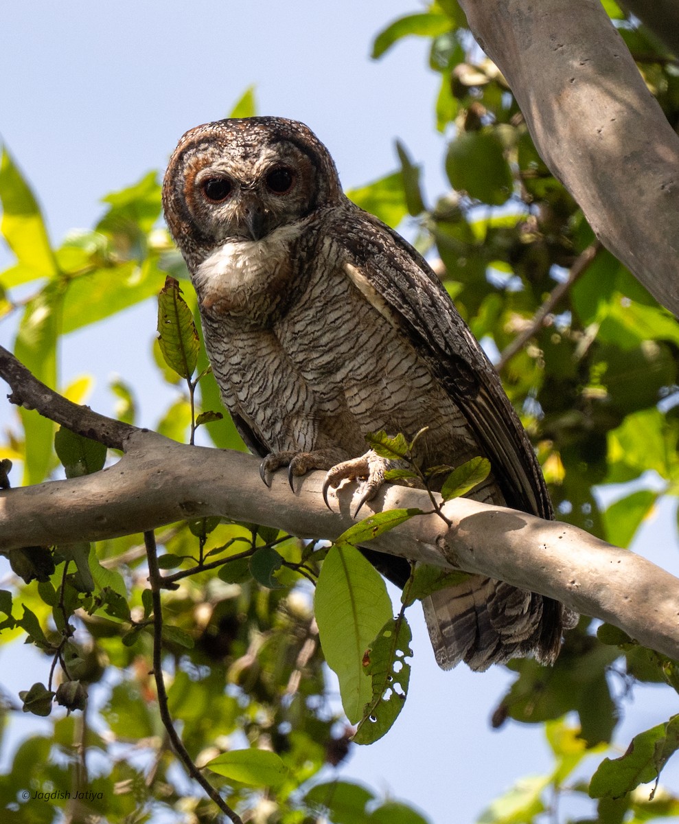 Mottled Wood-Owl - ML643085557