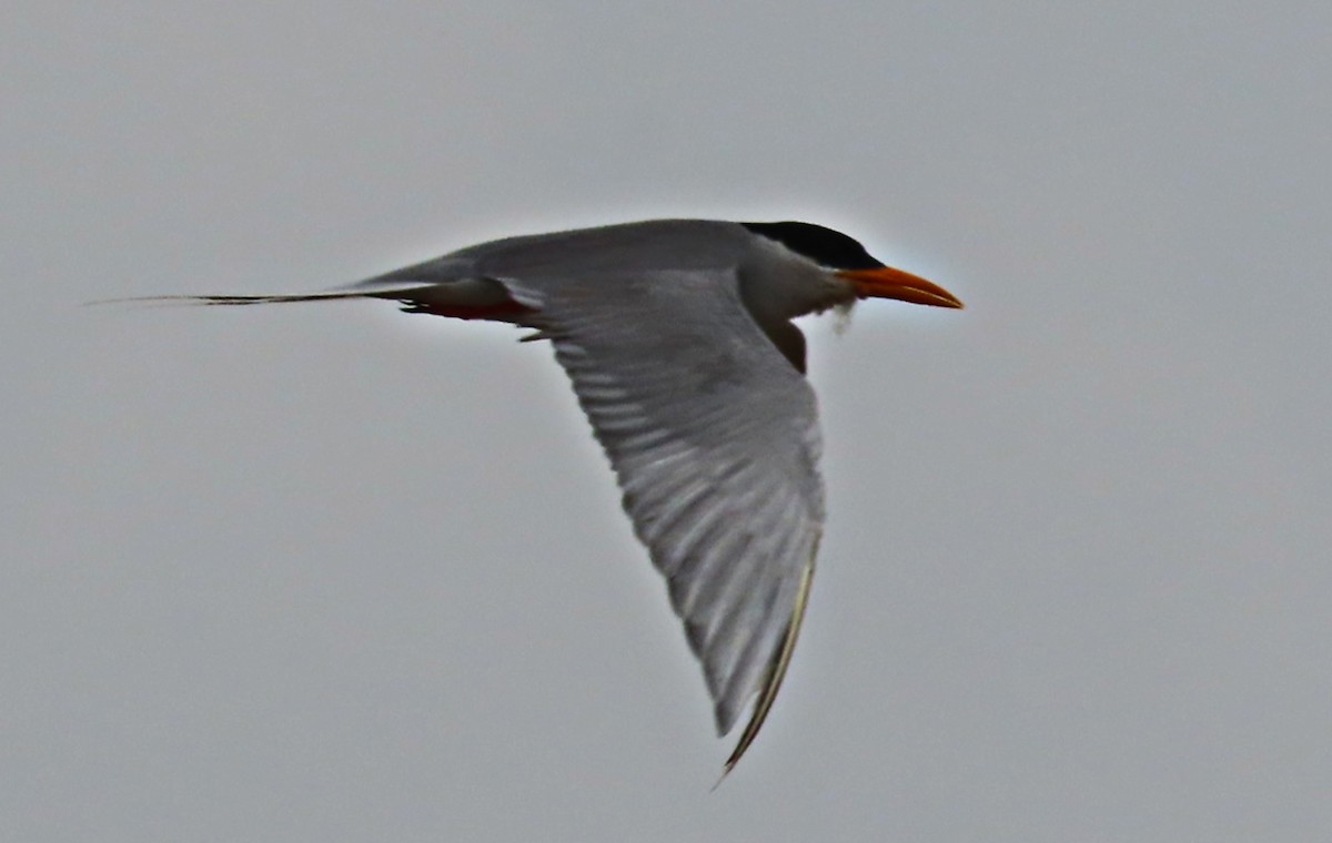 River Tern - ML643085567