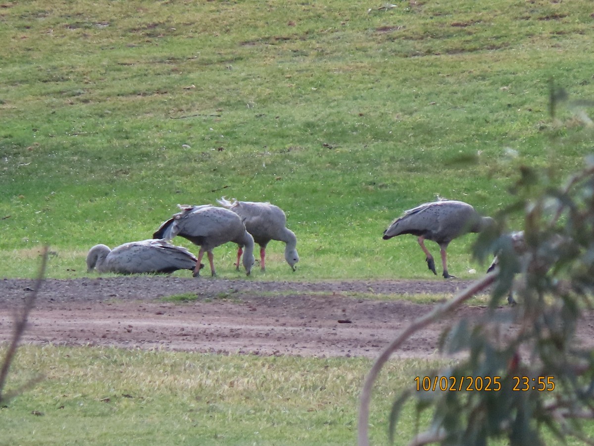 Cape Barren Goose - ML643085604