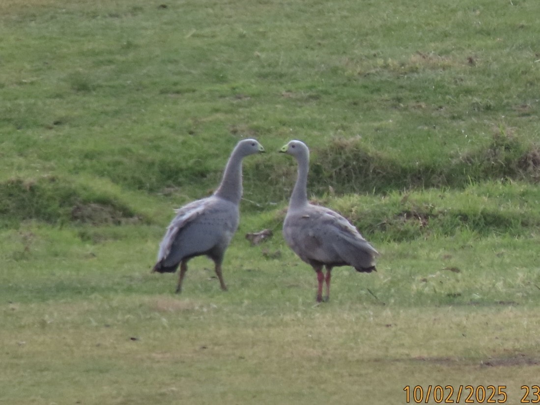 Cape Barren Goose - ML643085606
