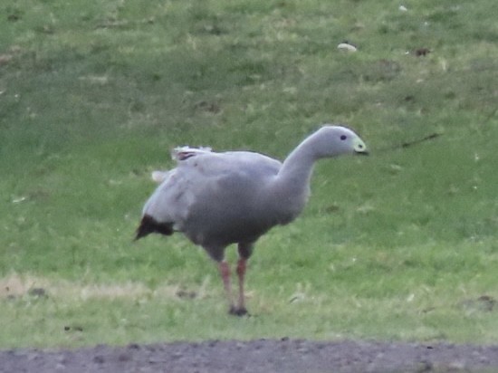 Cape Barren Goose - ML643085607