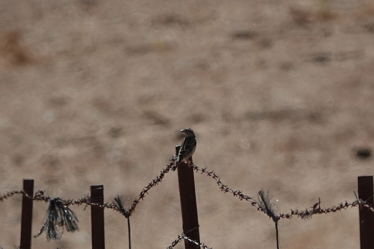 Rock Sparrow - ML643085610