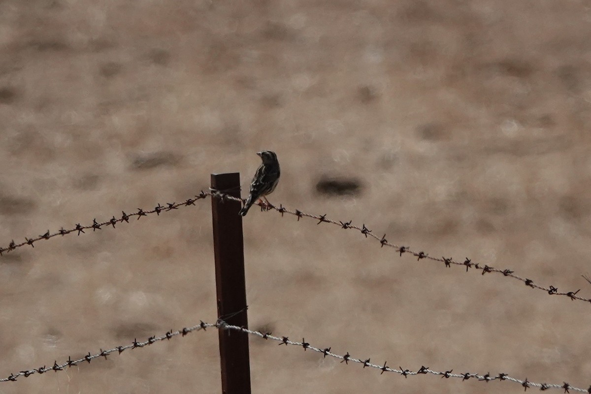 Rock Sparrow - ML643085614