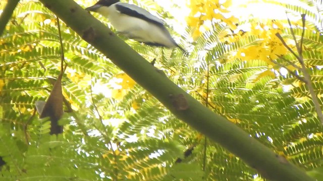Black-crowned Tityra - ML643085615