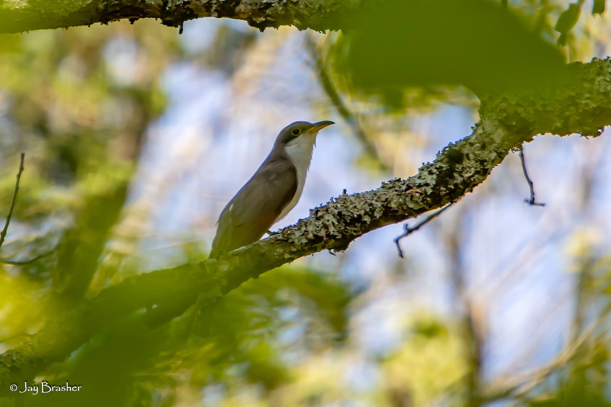 Yellow-billed Cuckoo - ML643085620