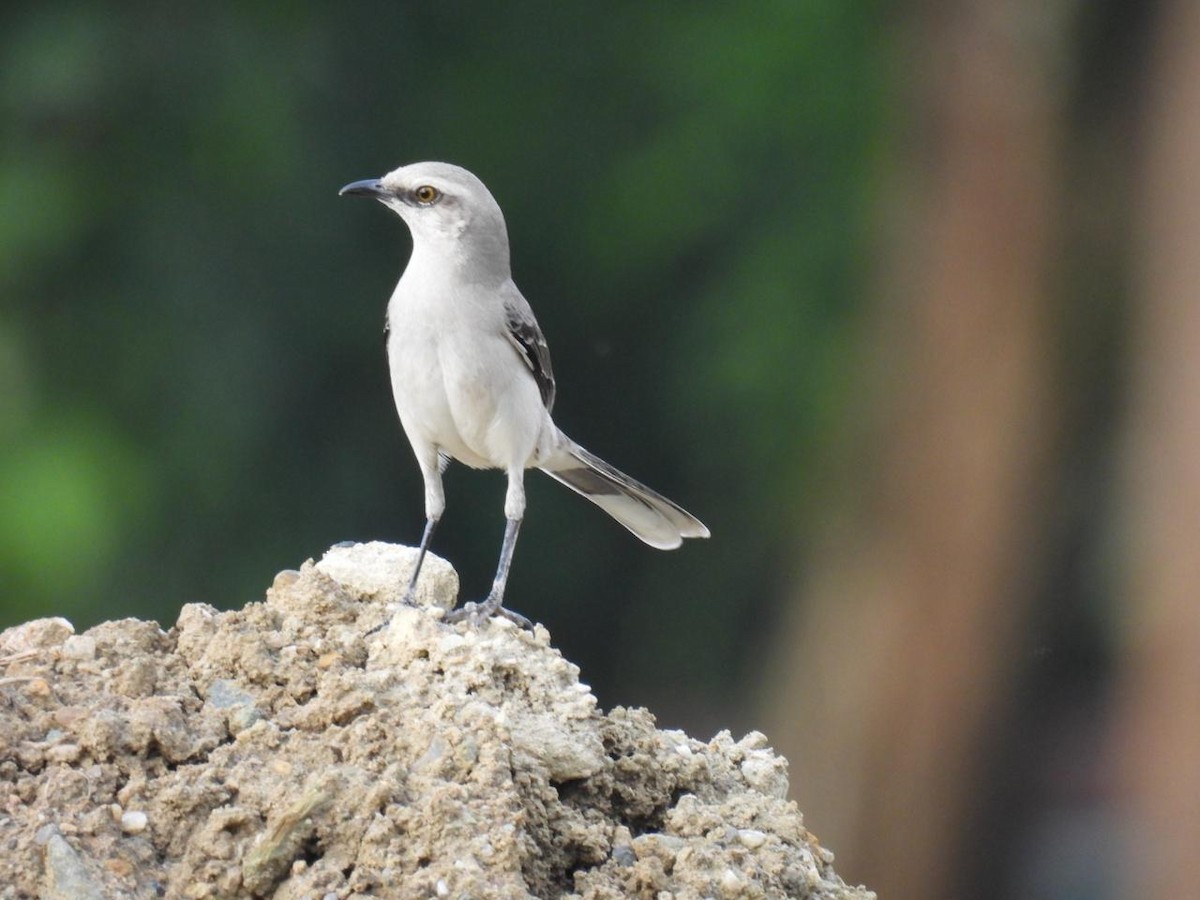 Tropical Mockingbird - ML643085623