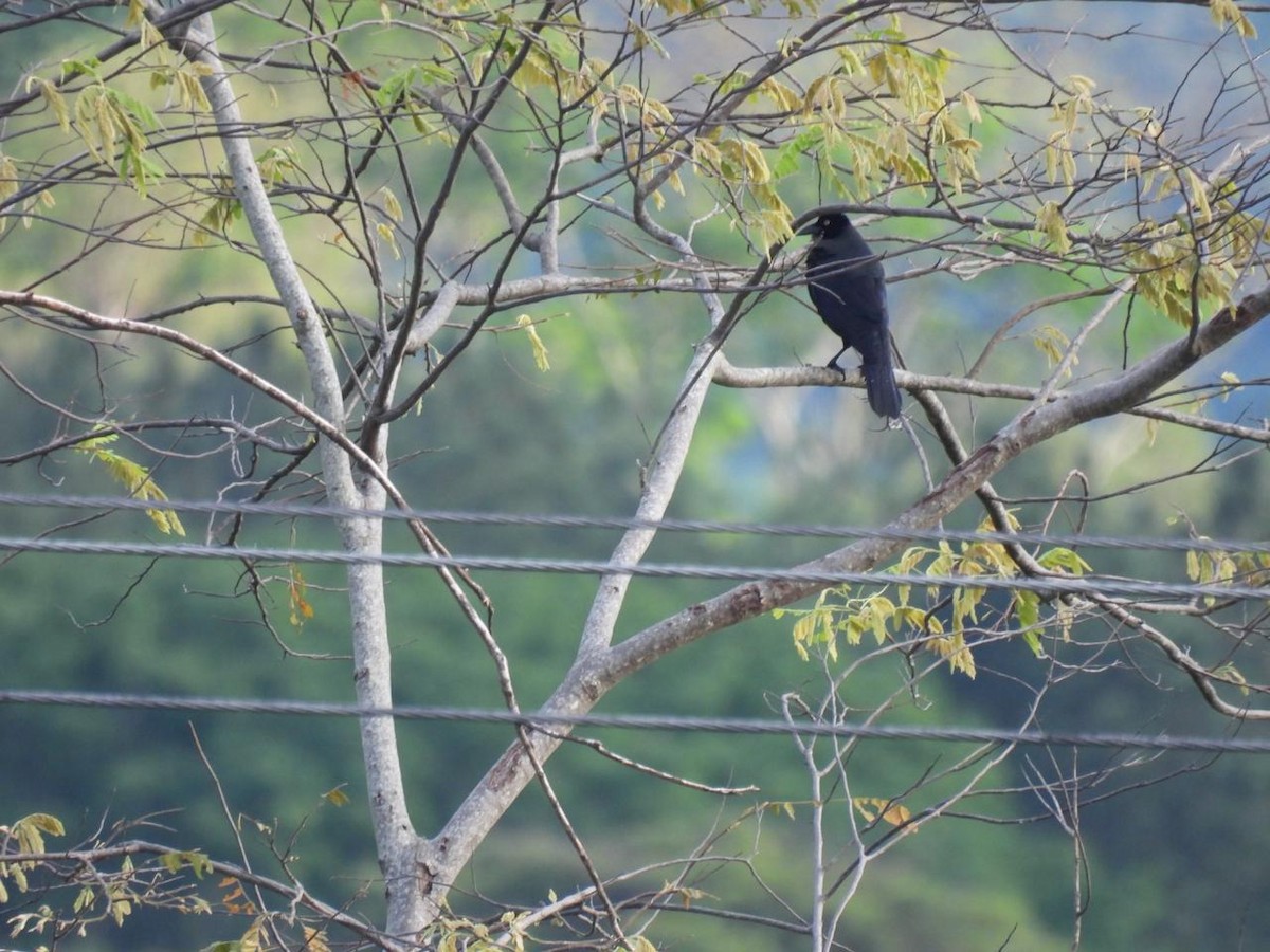 Giant Cowbird - ML643085634