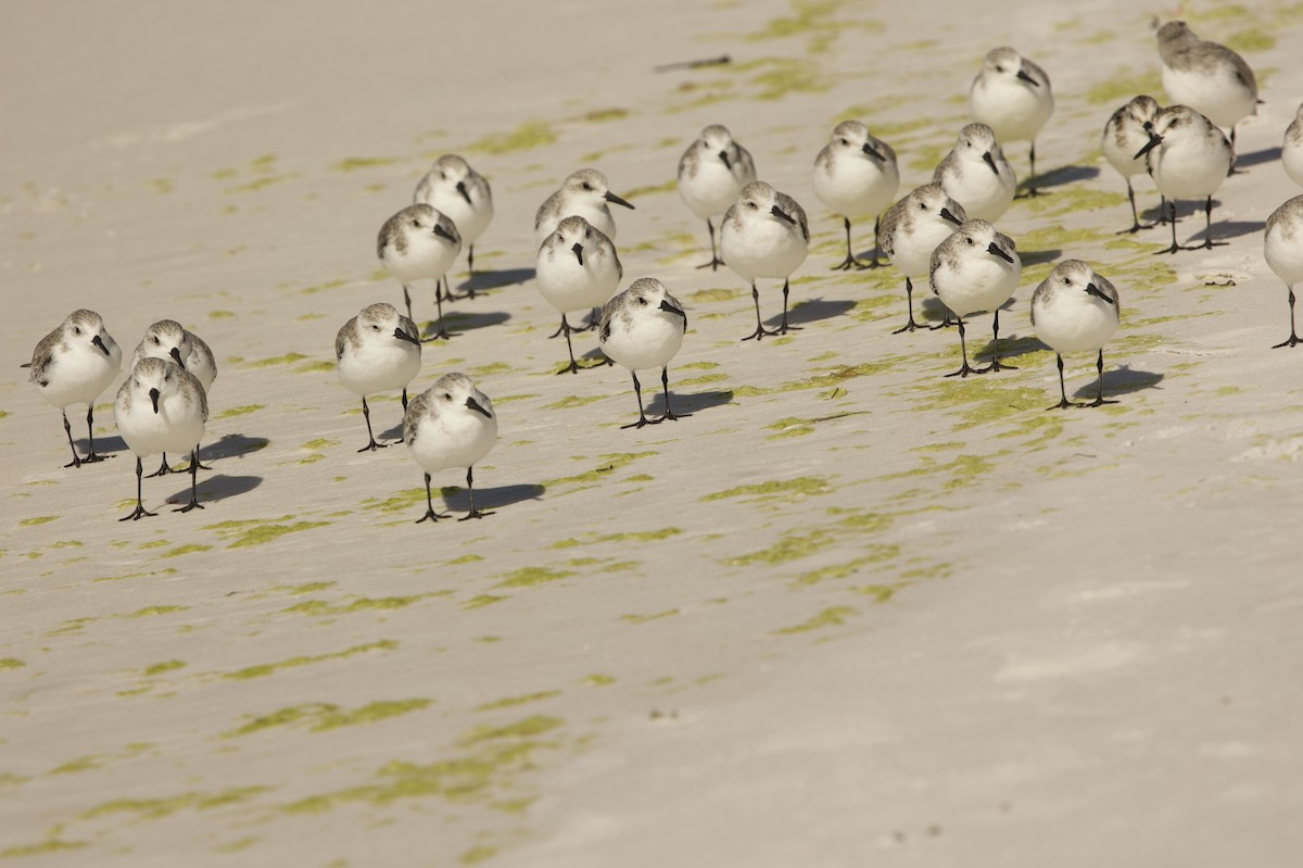 Sanderling - ML643085645