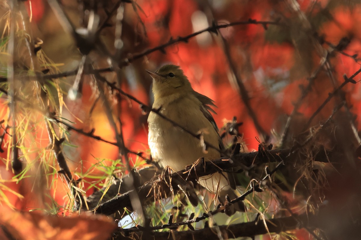 Bay-breasted Warbler - ML643085655