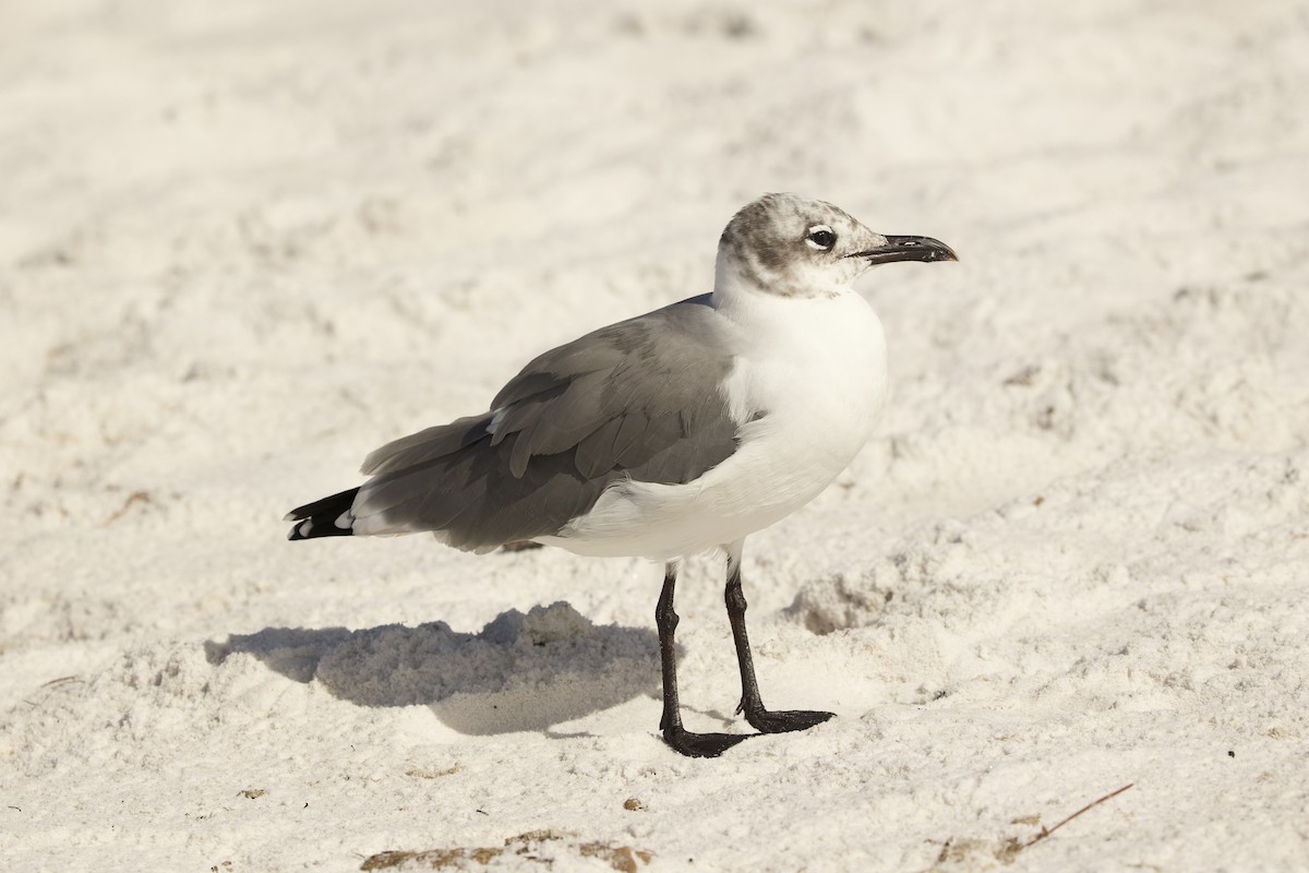 Laughing Gull - ML643085657