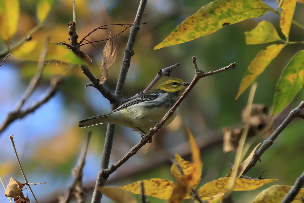 Black-throated Green Warbler - ML643085663