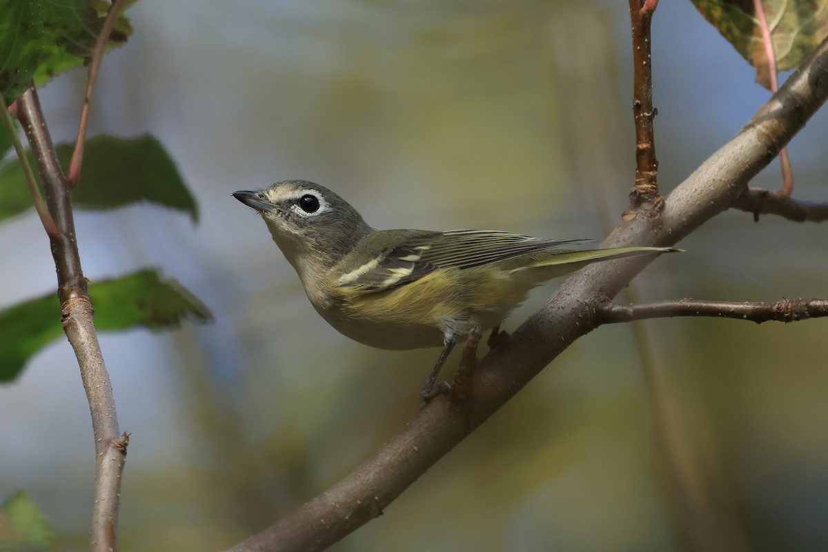 Blue-headed Vireo - ML643085674