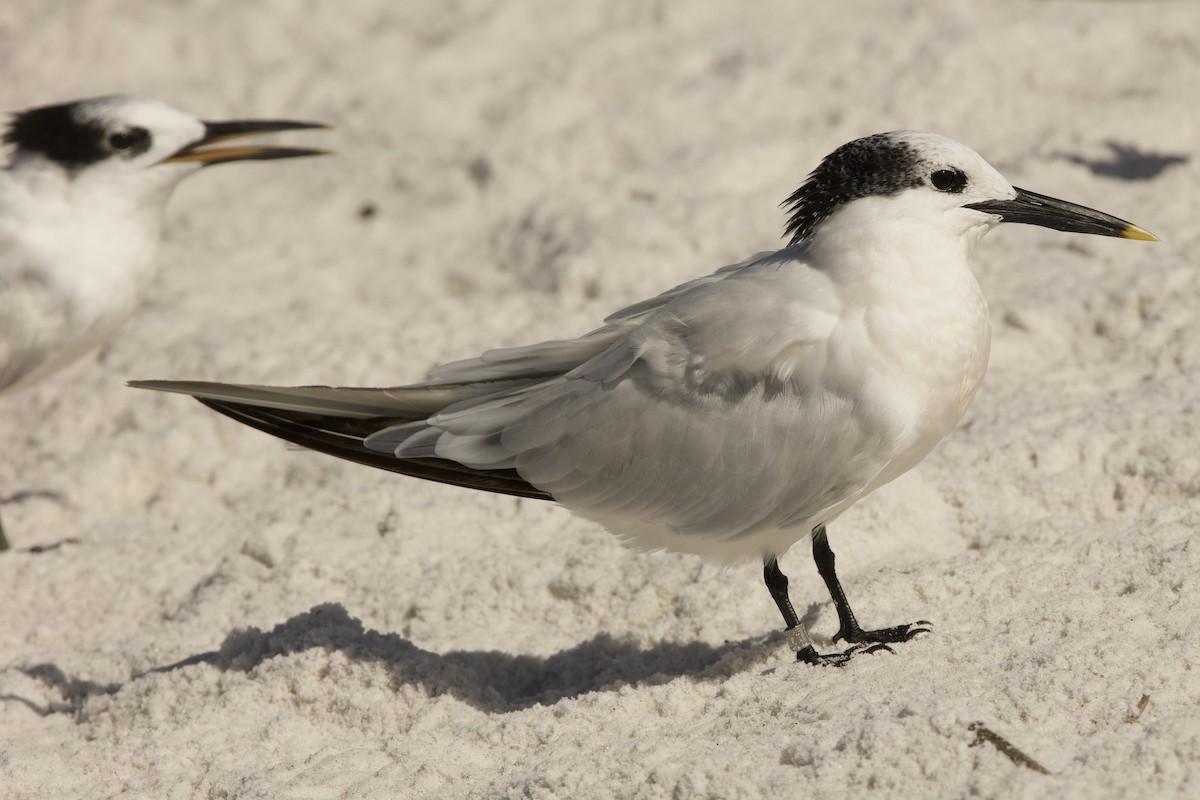 Sandwich Tern - ML643085675