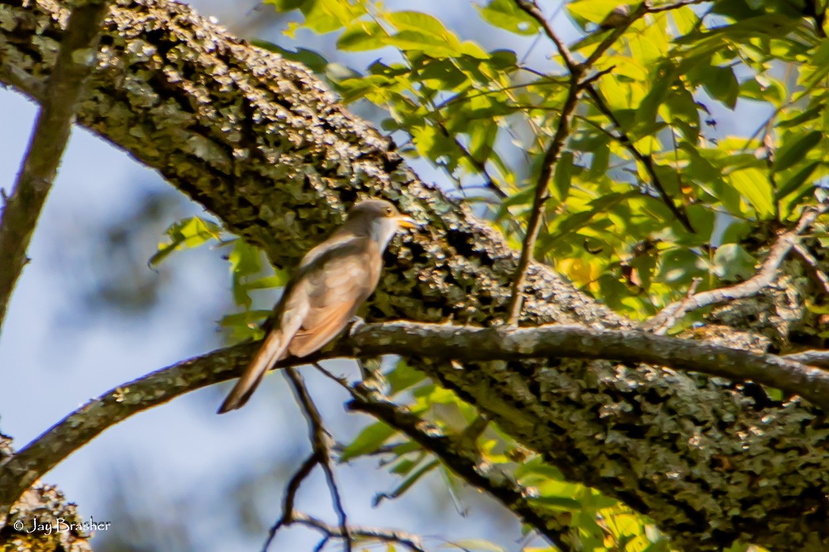 Yellow-billed Cuckoo - ML643085685