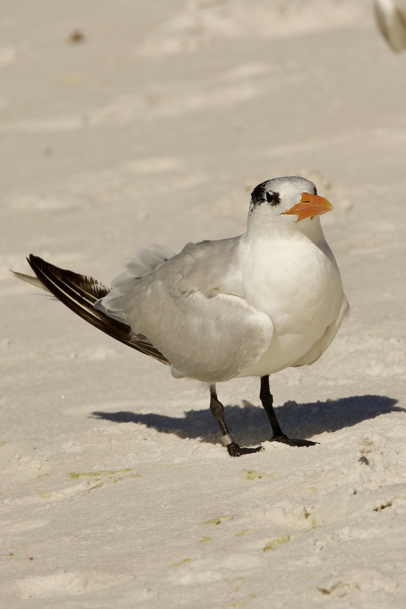 Royal Tern - ML643085689
