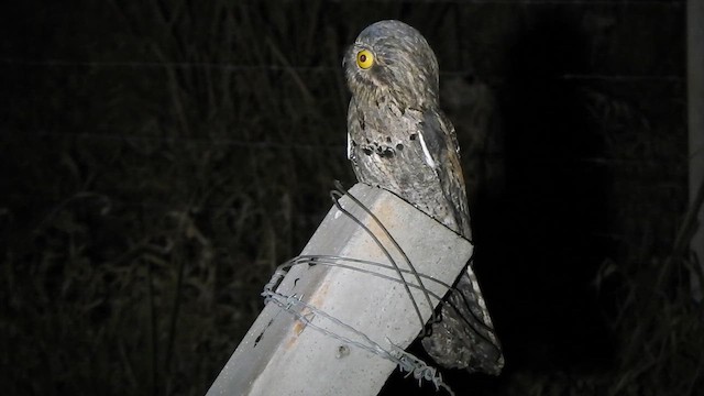 Common Potoo - ML643085694