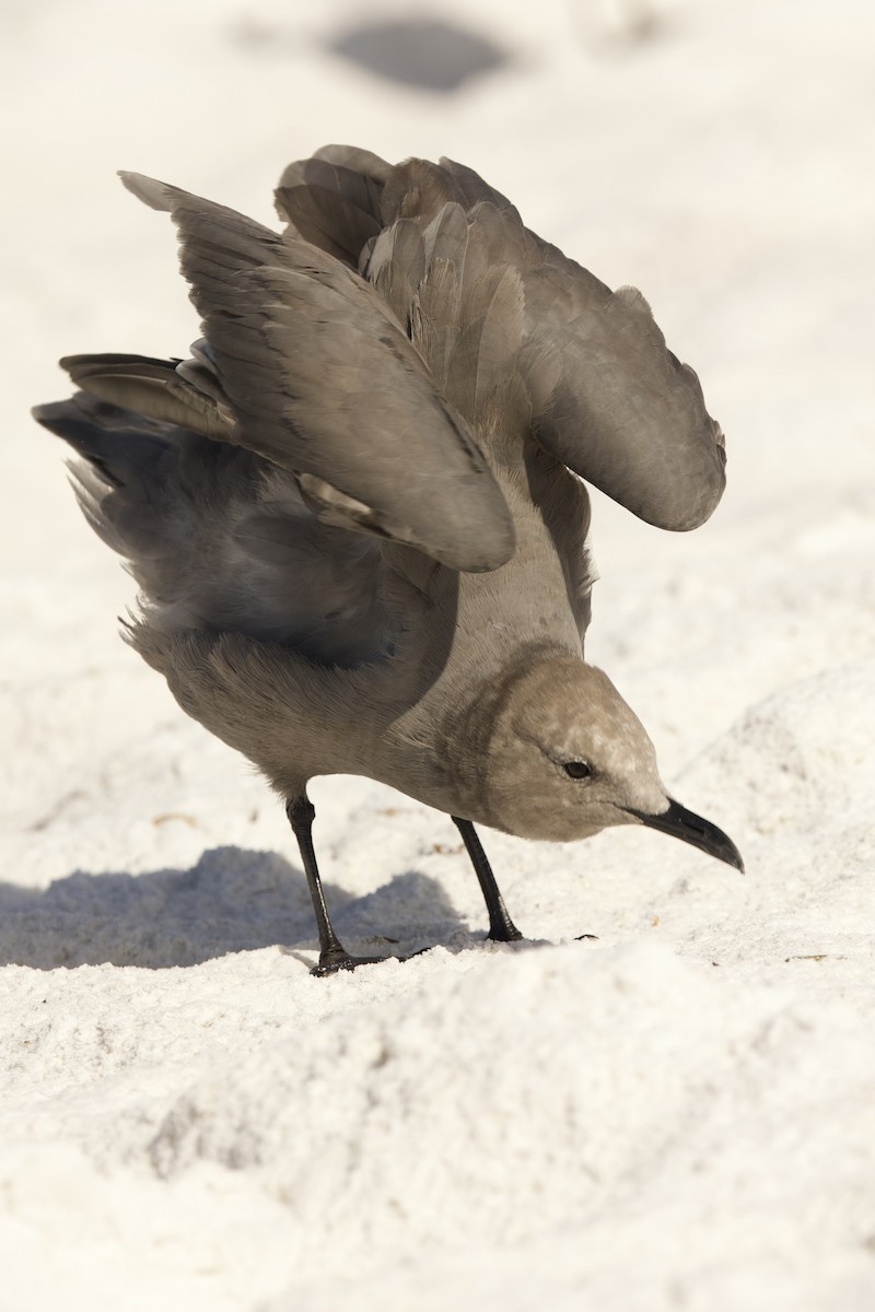 Gray Gull - ML643085702