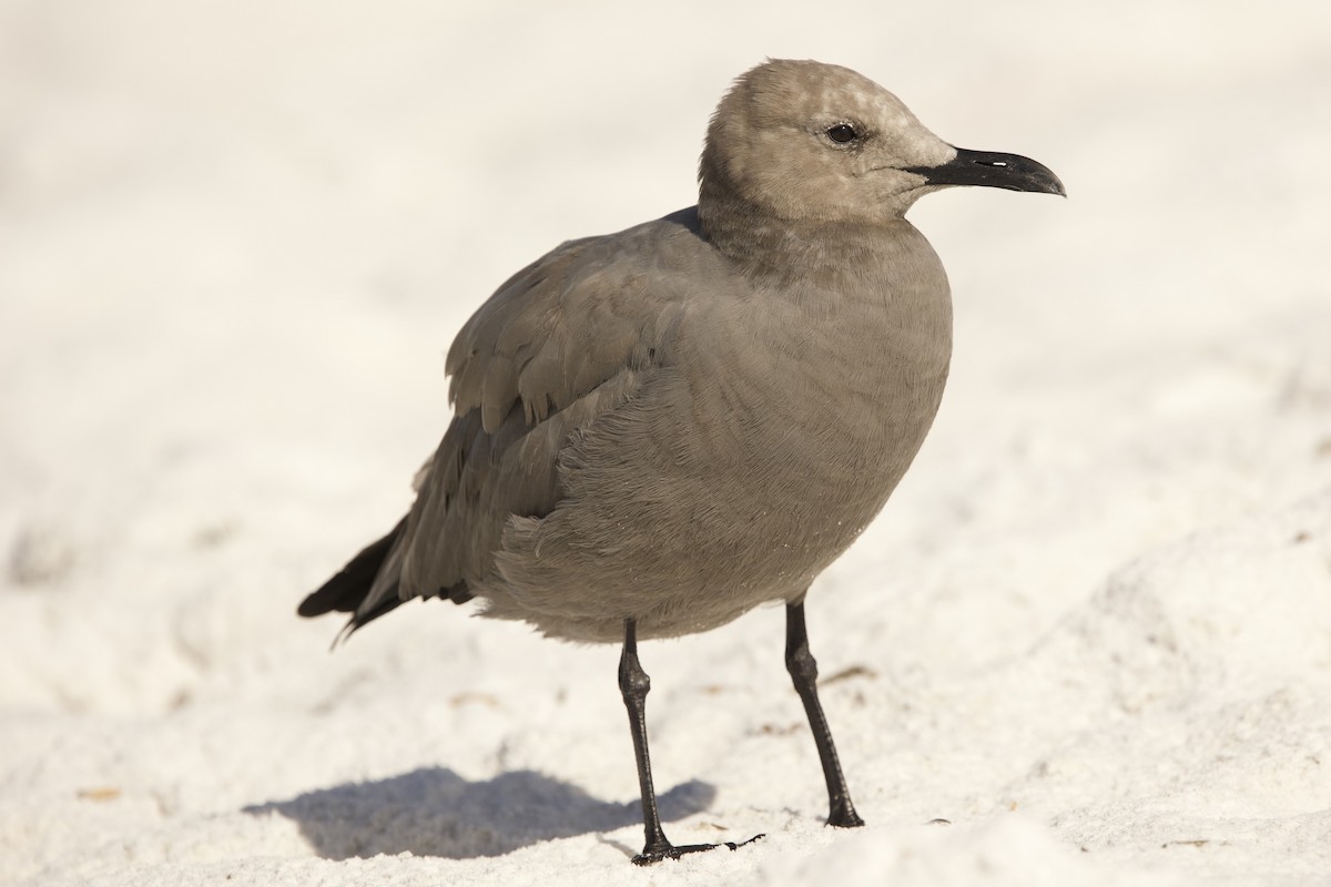 Gray Gull - ML643085703