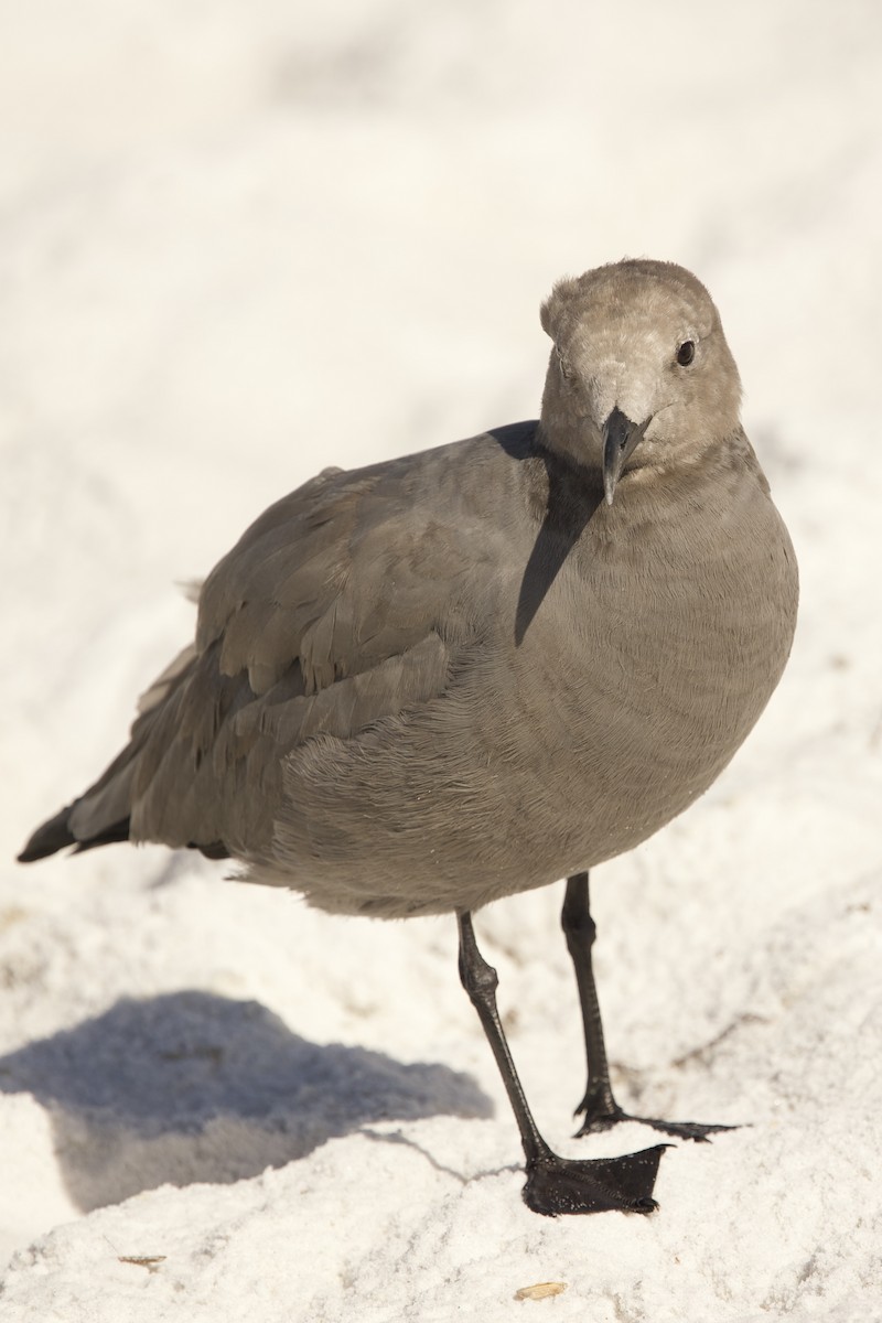 Gray Gull - ML643085704