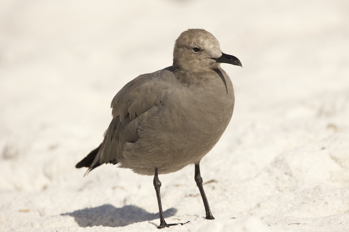 Gray Gull - ML643085705