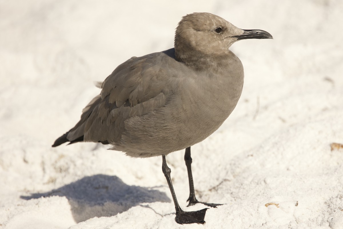 Gray Gull - ML643085706
