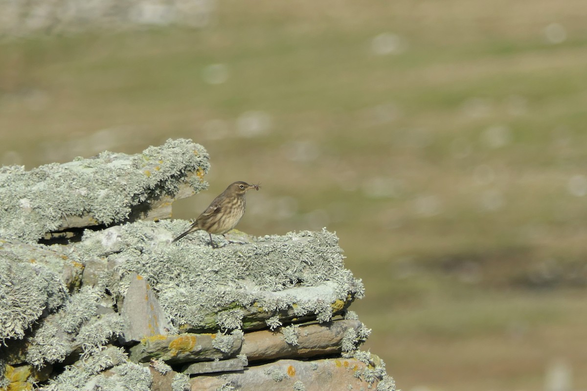 Pipit maritime - ML643085724
