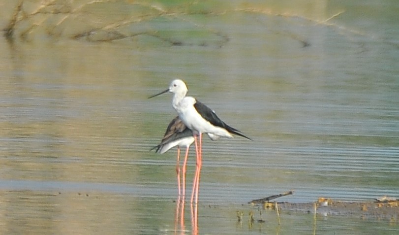 Black-winged Stilt - ML643085734