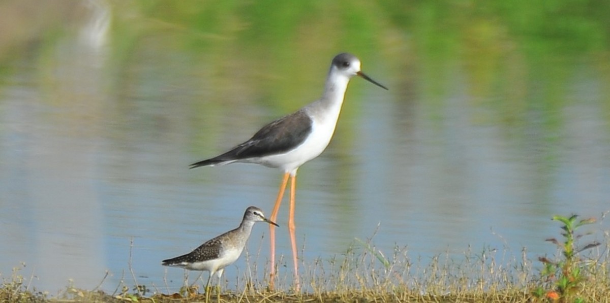 Black-winged Stilt - ML643085735