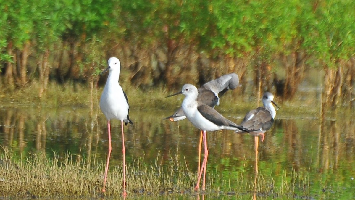 Black-winged Stilt - ML643085736