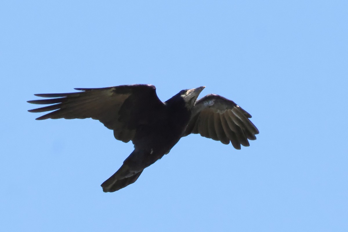 Rook - ML643085752