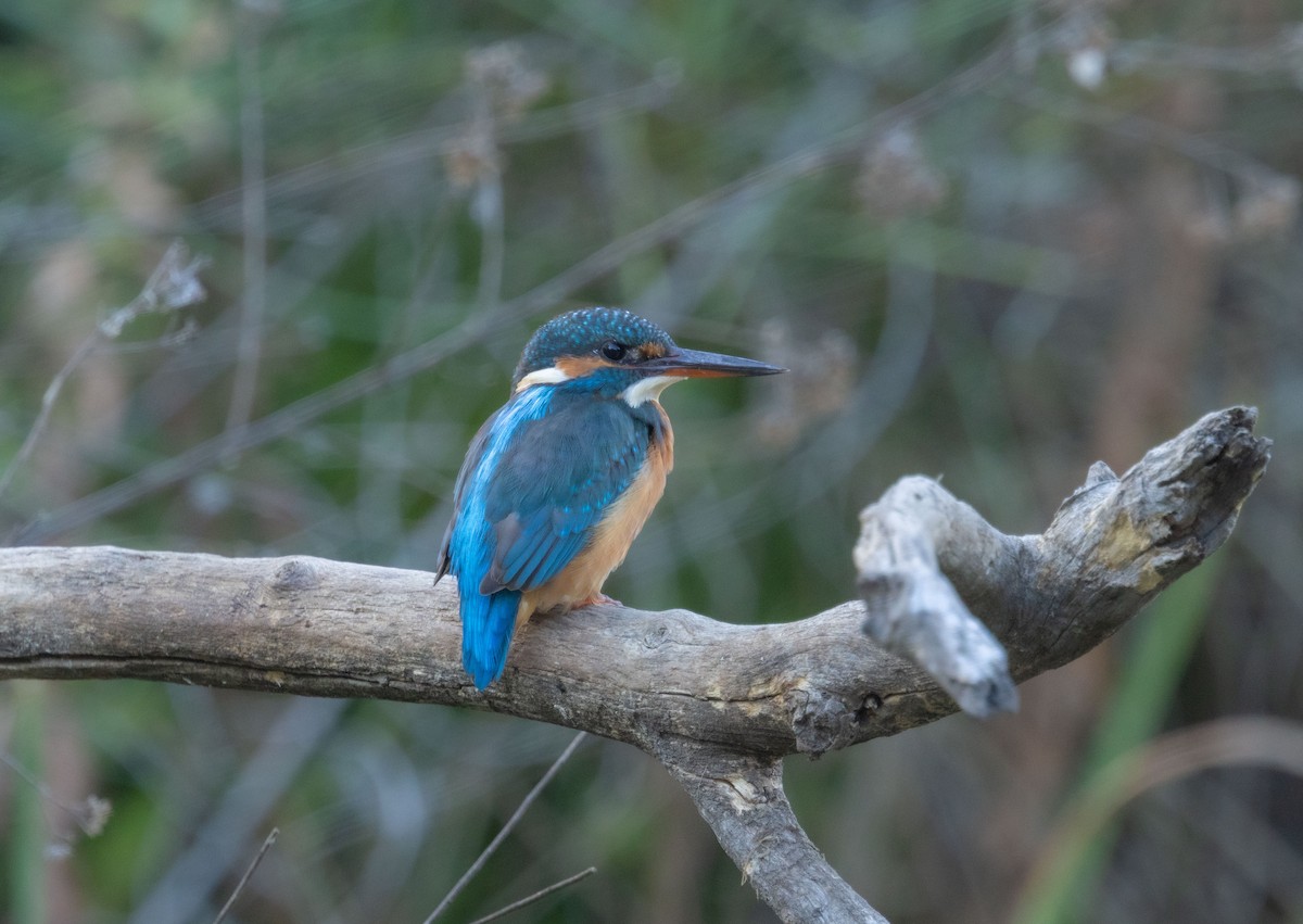 Common Kingfisher - ML643085756