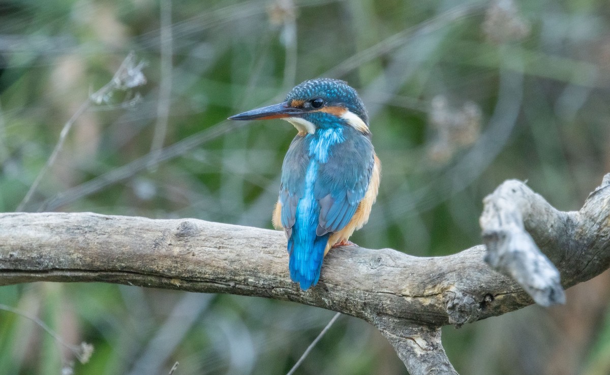Common Kingfisher - ML643085757