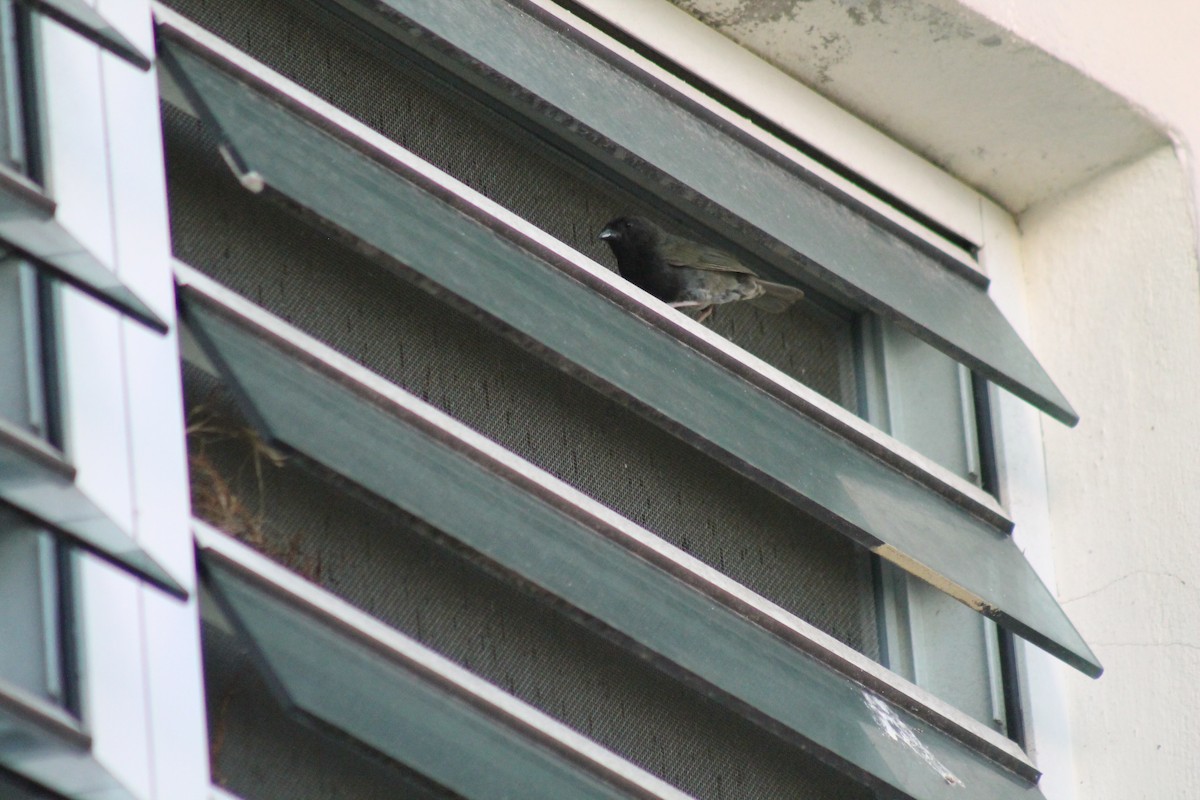 Black-faced Grassquit - ML643085779