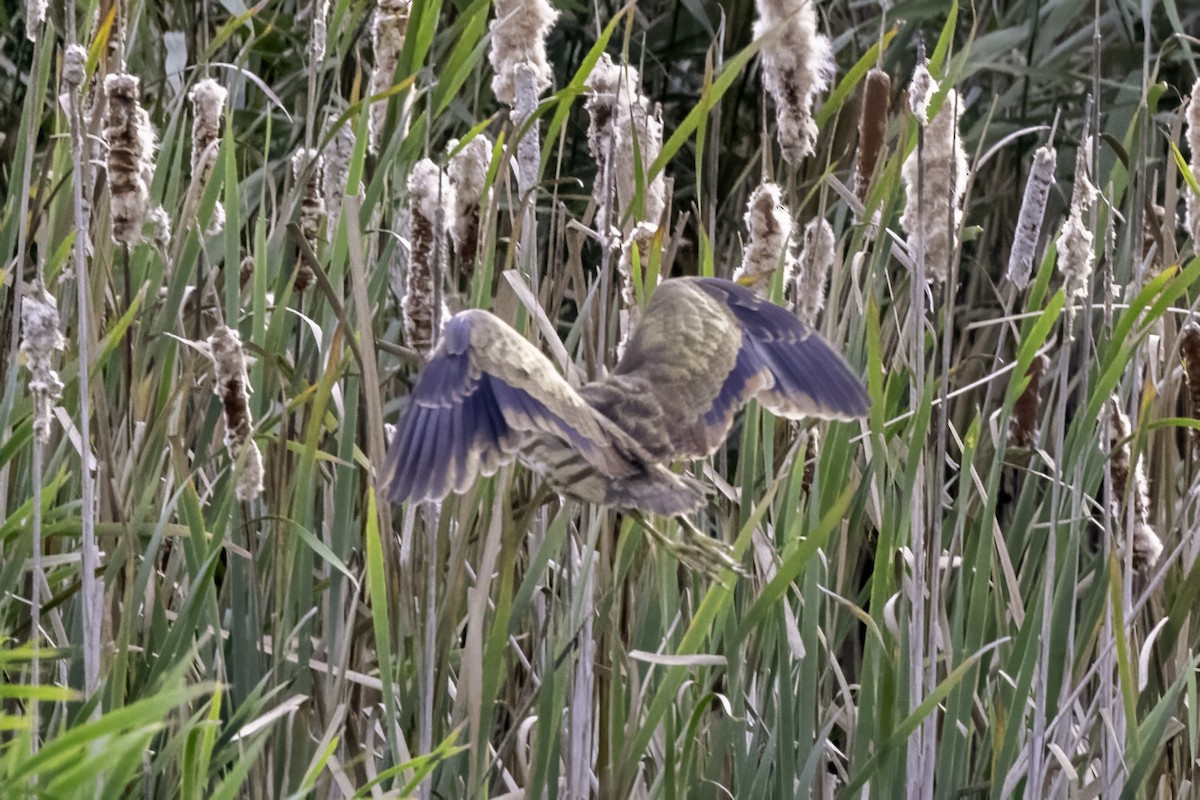 American Bittern - ML643085790