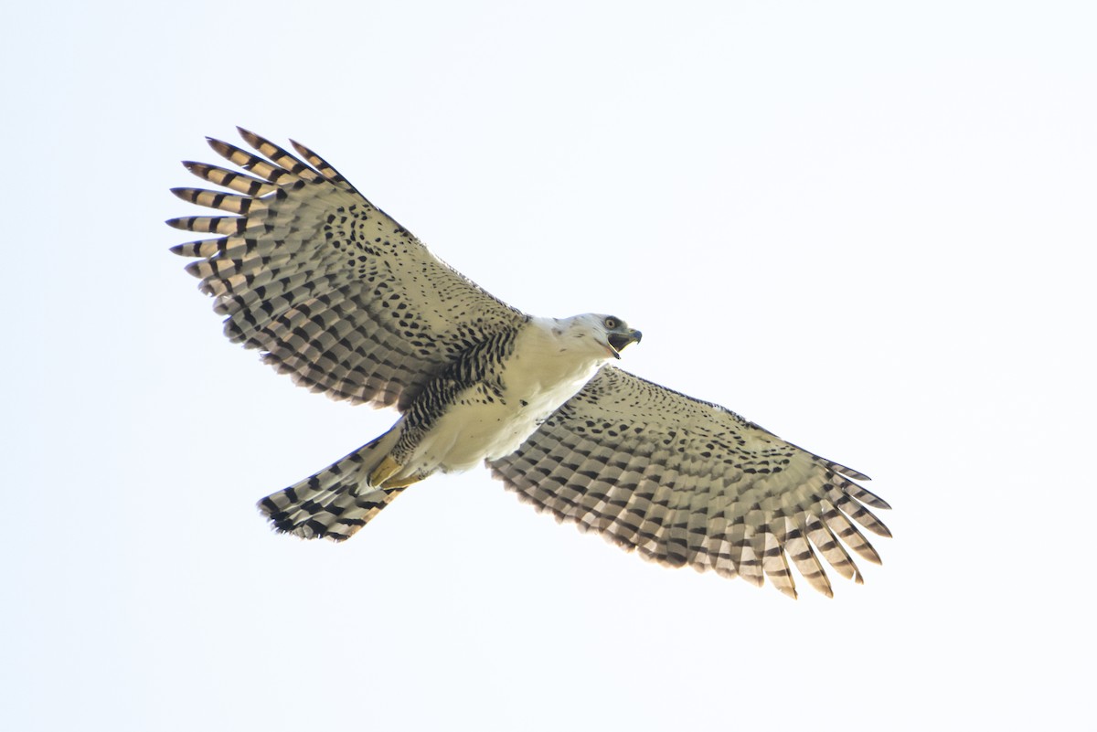 Ornate Hawk-Eagle - ML643085791