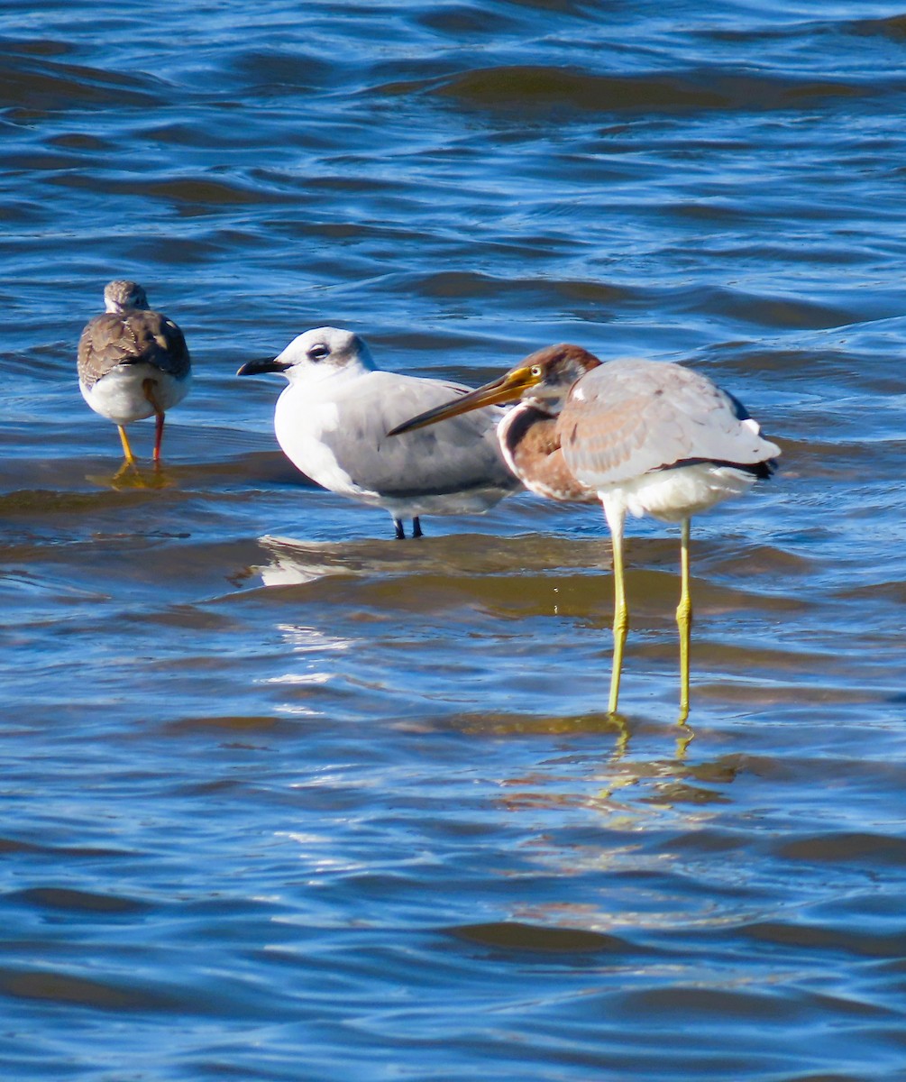 שחף צוחק - ML643085797