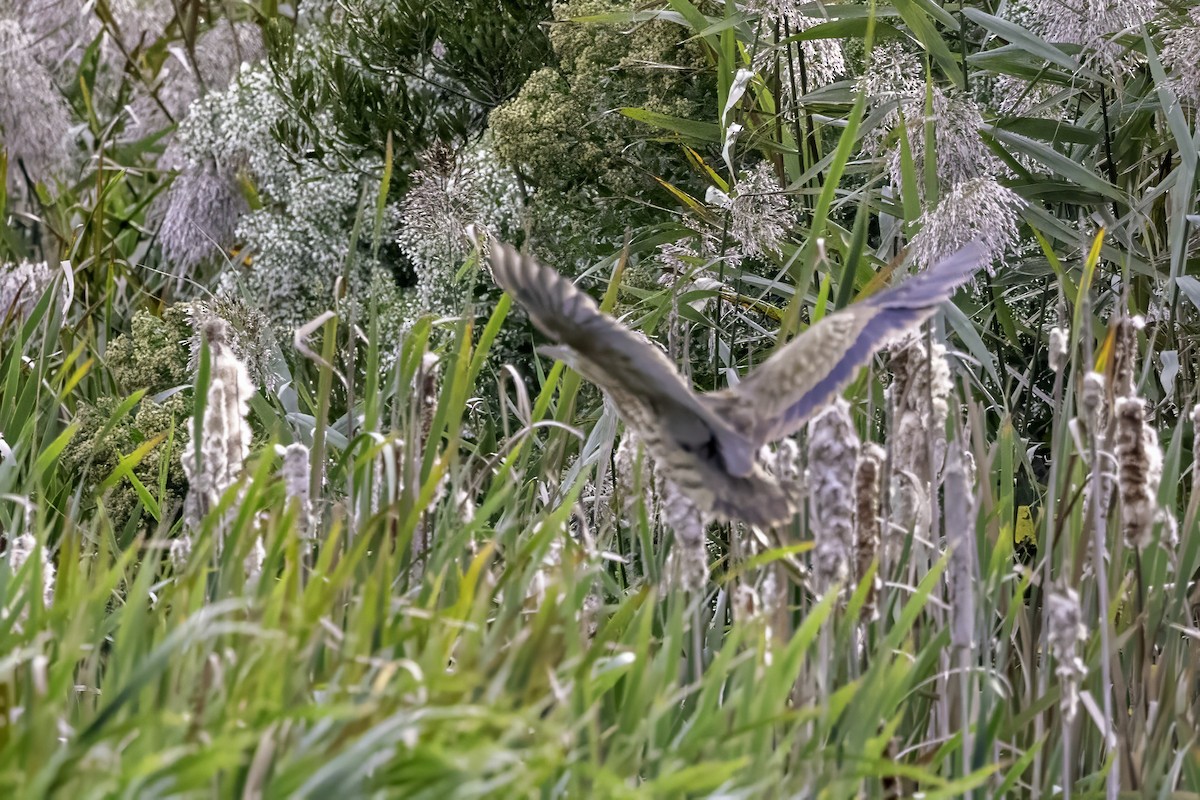 American Bittern - ML643085801