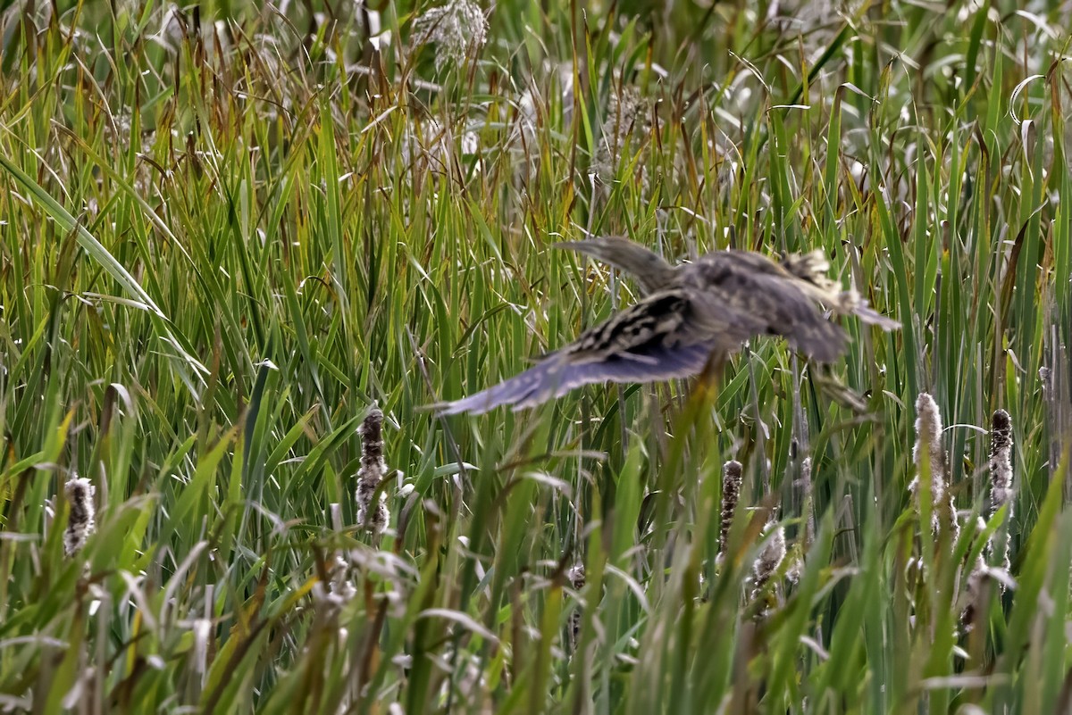 American Bittern - ML643085806