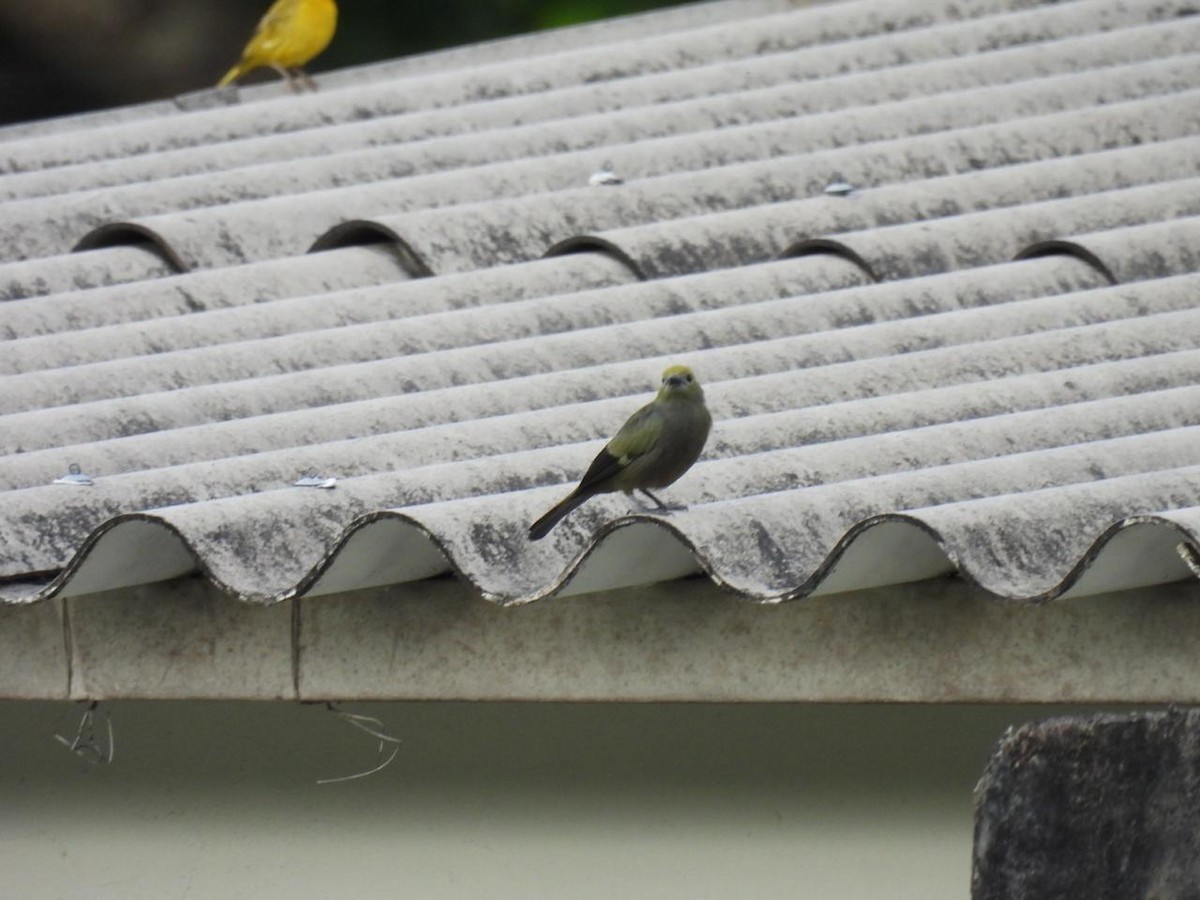 Palm Tanager - ML643085813