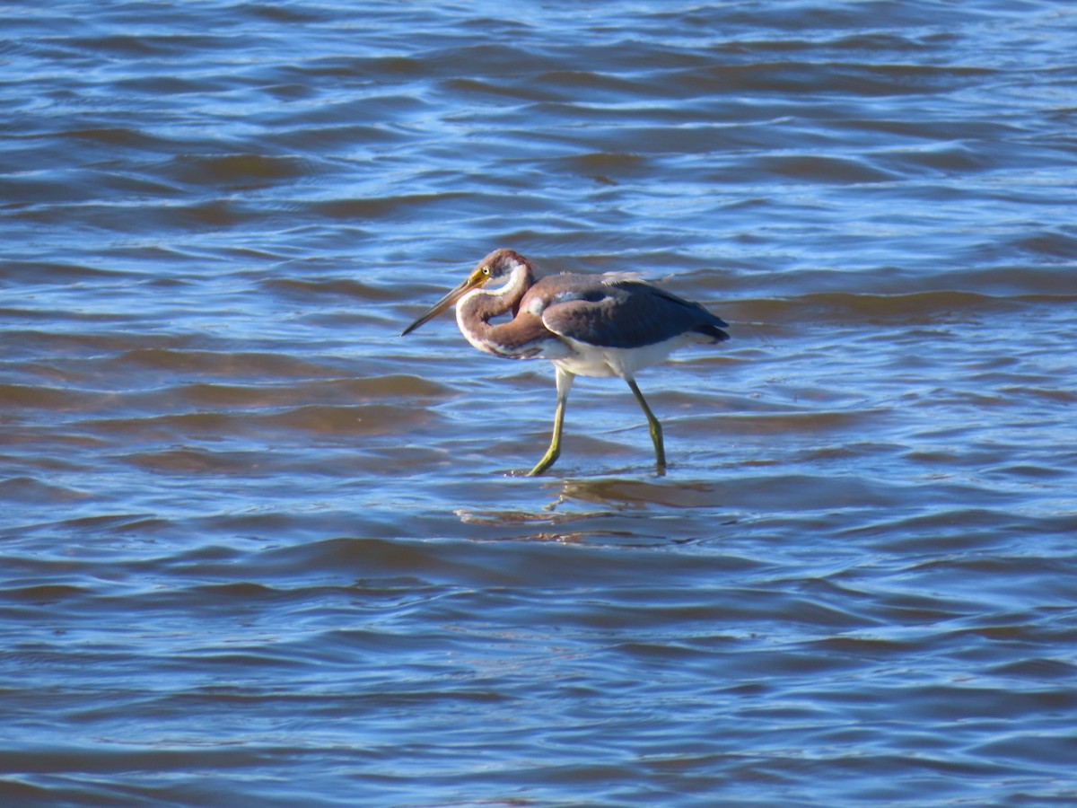 Tricolored Heron - ML643085814