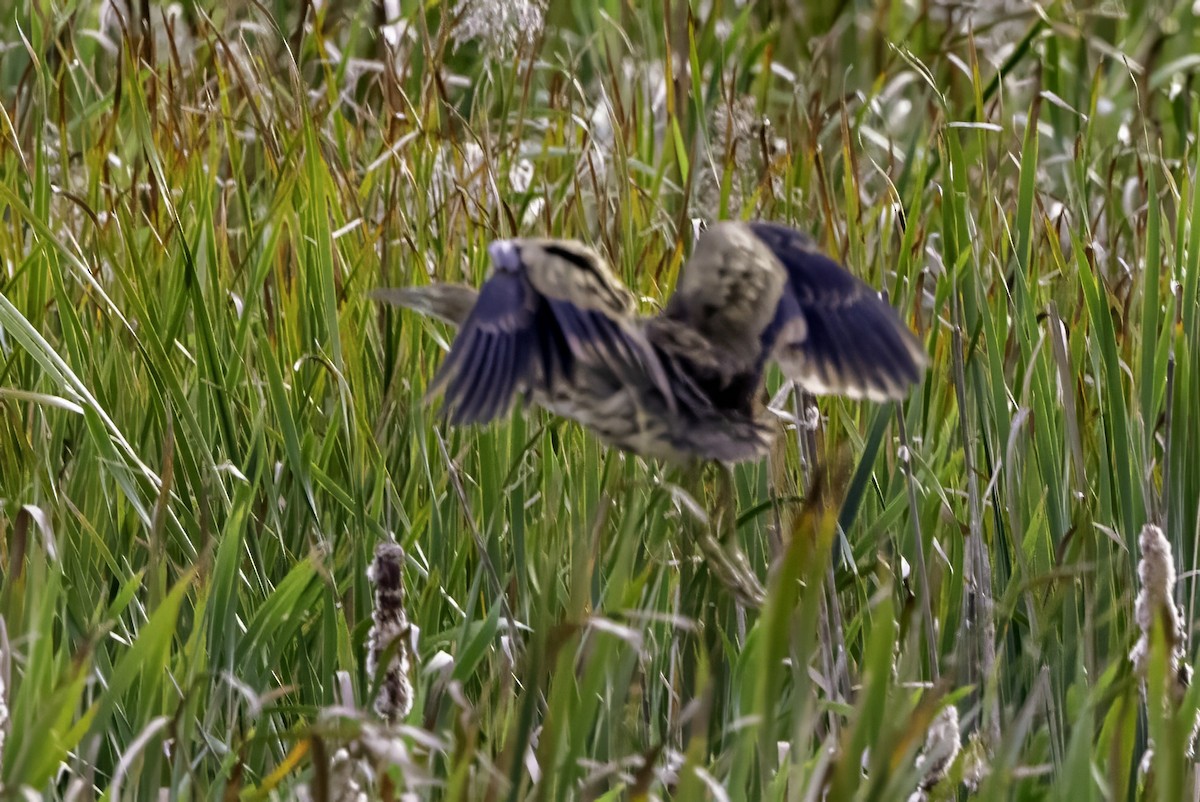 American Bittern - ML643085816