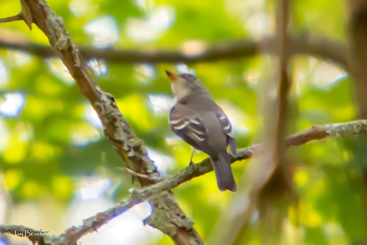 Eastern Wood-Pewee - ML643085818